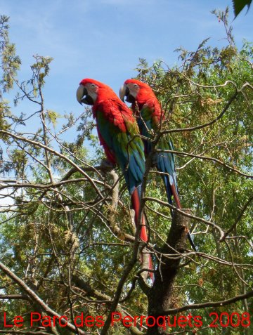 couple d'ara chloropt�re